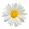 daisydesign